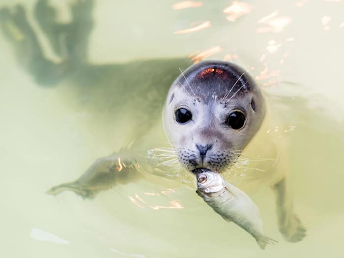 In den kommenden Tagen und Wochen werden im Wattenmeer wieder tausende Seehunde geboren. (Archivbild) / Foto: Hauke-Christian Dittrich/dpa