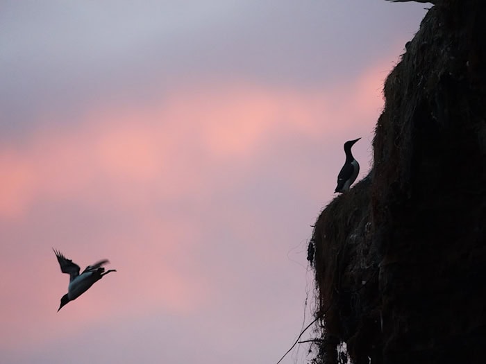 Bei ihrem Sprung in die Tiefe können die Küken noch nicht fliegen. (Archivbild) / Foto: Marcus Brandt/dpa