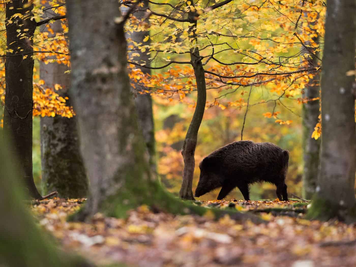 Niedersachsen will in einem neuen Jagdgesetz den Abschuss von Rehen vereinfachen und auf einen Abschussplan verzichten. (Archivbild) / Foto: Lino Mirgeler/dpa