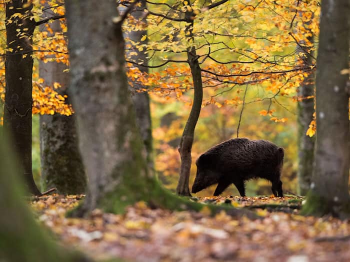 Niedersachsen beschließt neues Jagdgesetz: Mehr Tierschutz, weniger Bürokratie