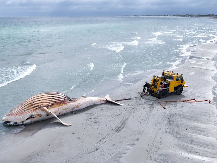 Der als «Timmy» bekanntgewordene Buckelwal liegt tot auf der dänischen Insel Anholt. (Archivbild) / Foto: Marcus Golejewski/dpa