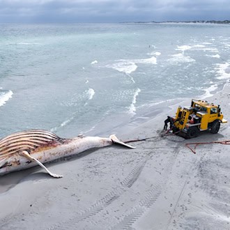Der als «Timmy» bekanntgewordene Buckelwal liegt tot auf der dänischen Insel Anholt. (Archivbild) / Foto: Marcus Golejewski/dpa
