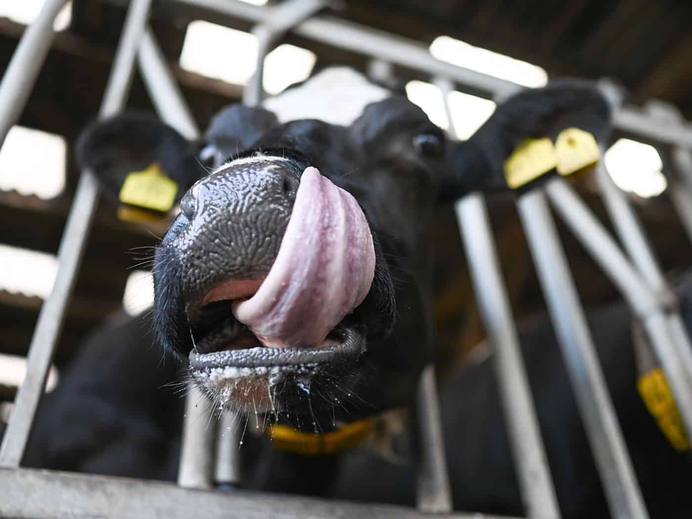 In einigen Regionen Niedersachsens gilt nun eine Sperrzone. (Archivbild) / Foto: Lars Penning/dpa