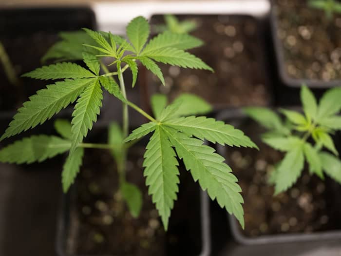 Polizei hebt bei Razzia Cannabisplantage aus