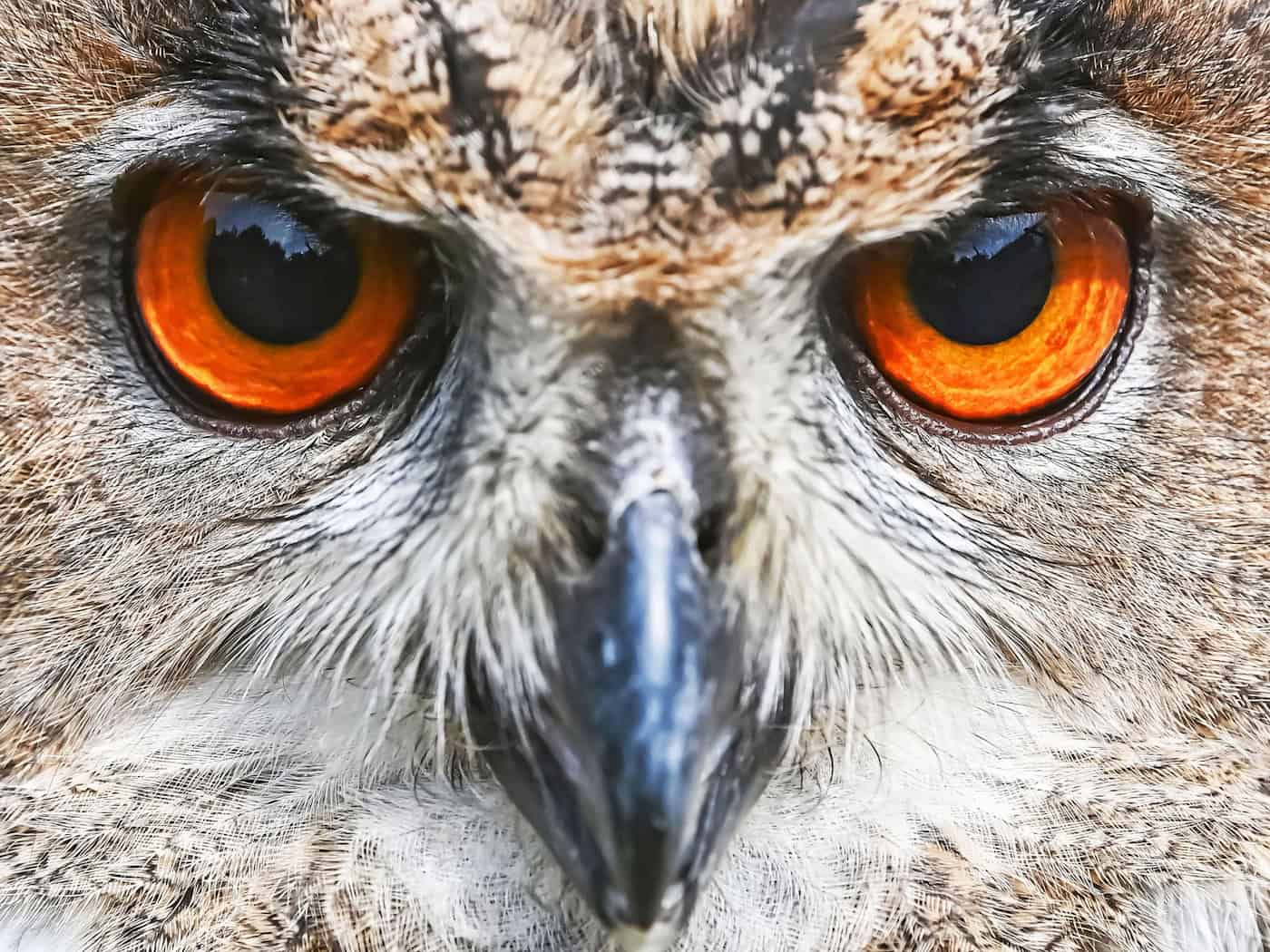 Der Uhu soll nach seiner Genesung wieder in die Freiheit entlassen werden. (Symbolbild) / Foto: Uli Deck/dpa