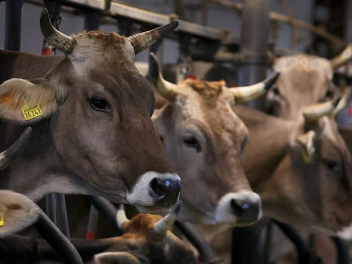 Niedersachsen verbietet Anbindehaltung von Rindern mit minimalem Bewegungsfreiraum
