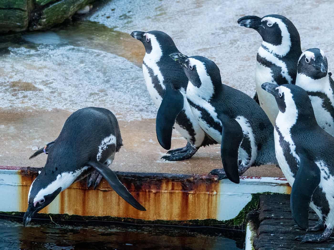 Zu den tierischen Orakeln in Niedersachsen gehört auch eine Brillen-Pinguin-Dame aus dem Zoo Hannover. (Archivbild) / Foto: Sarah Knorr/dpa