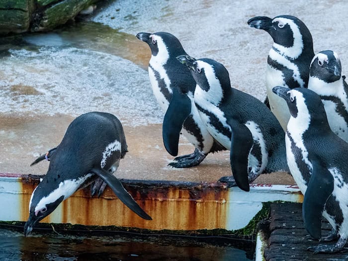 Zu den tierischen Orakeln in Niedersachsen gehört auch eine Brillen-Pinguin-Dame aus dem Zoo Hannover. (Archivbild) / Foto: Sarah Knorr/dpa