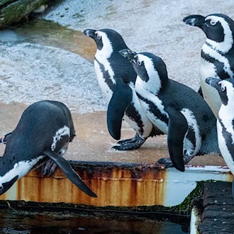 Zu den tierischen Orakeln in Niedersachsen gehört auch eine Brillen-Pinguin-Dame aus dem Zoo Hannover. (Archivbild) / Foto: Sarah Knorr/dpa