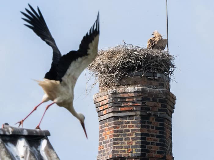 Ein Gänsegeier hat erneut ein Storchennest angegriffen und alle Jungtiere getötet. / Foto: Julian Stratenschulte/dpa