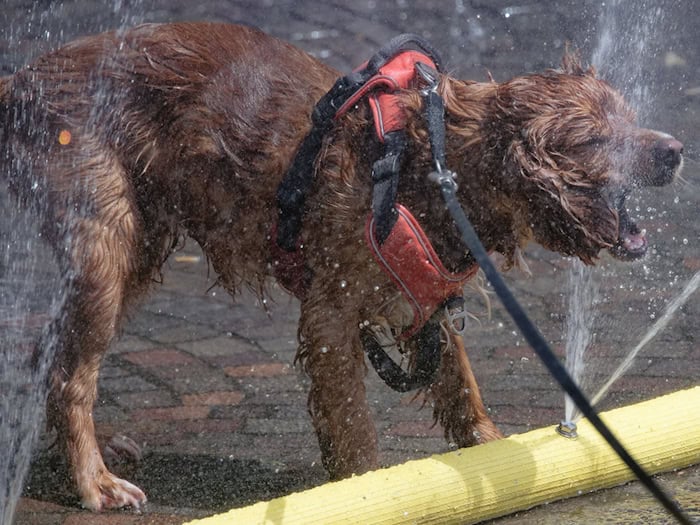 TiHo warnt in Hannover: Hunde im heißen Auto schnell lebensgefährdet