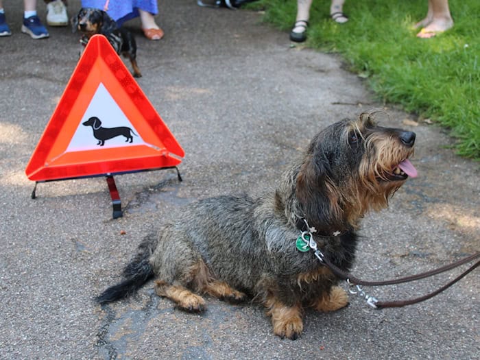 Dackeltreffen in Bremen anlässlich des Welttags der Dackel.  / Foto: Kai Moorschlatt/dpa