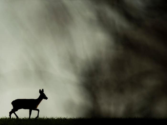Haben die Verdächtigen ein Reh erschossen? (Symbolbild) / Foto: Julian Stratenschulte/dpa