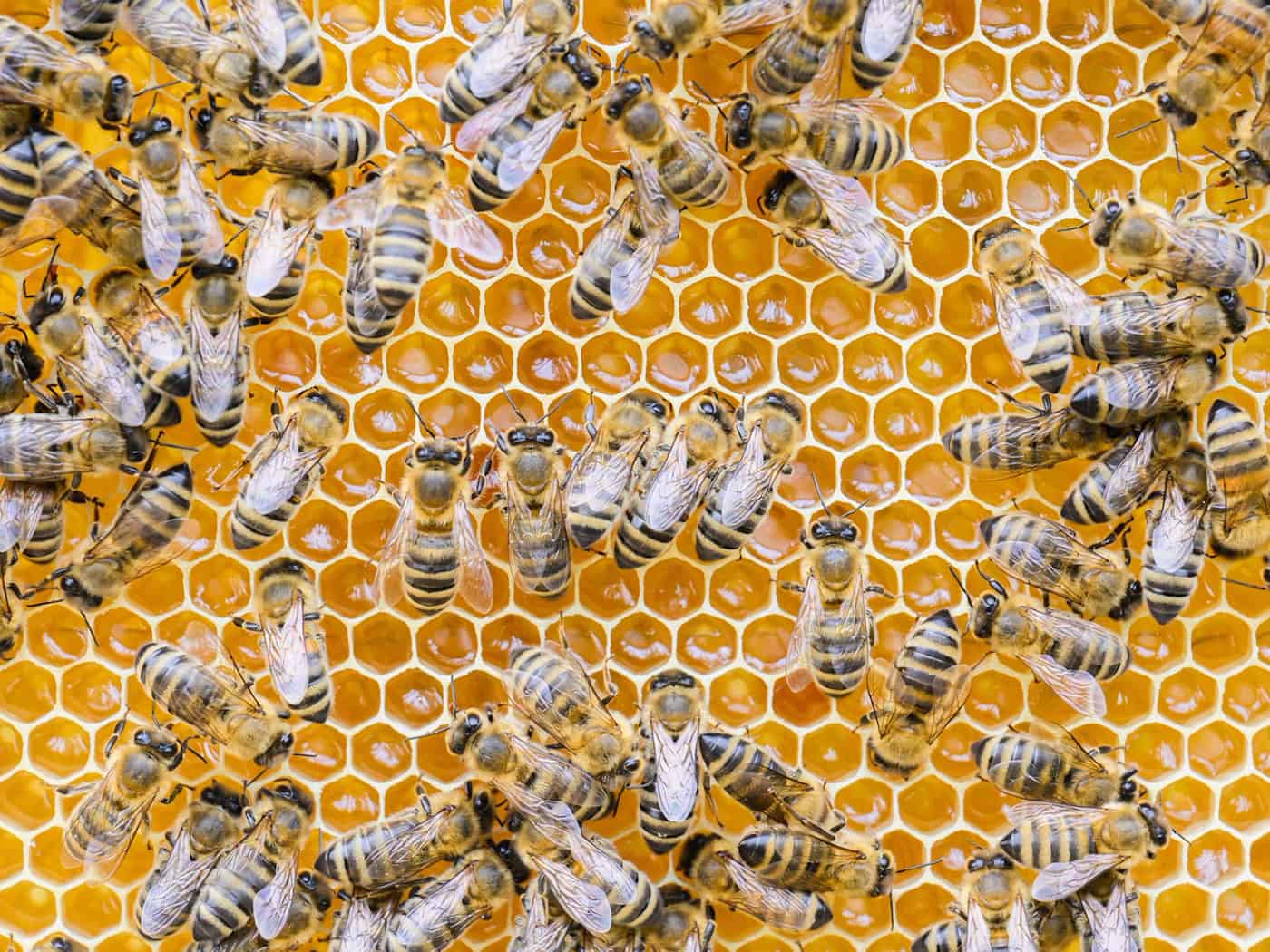Alte Bienenstöcke falsch entsorgt – Gefahr für Honigbienen