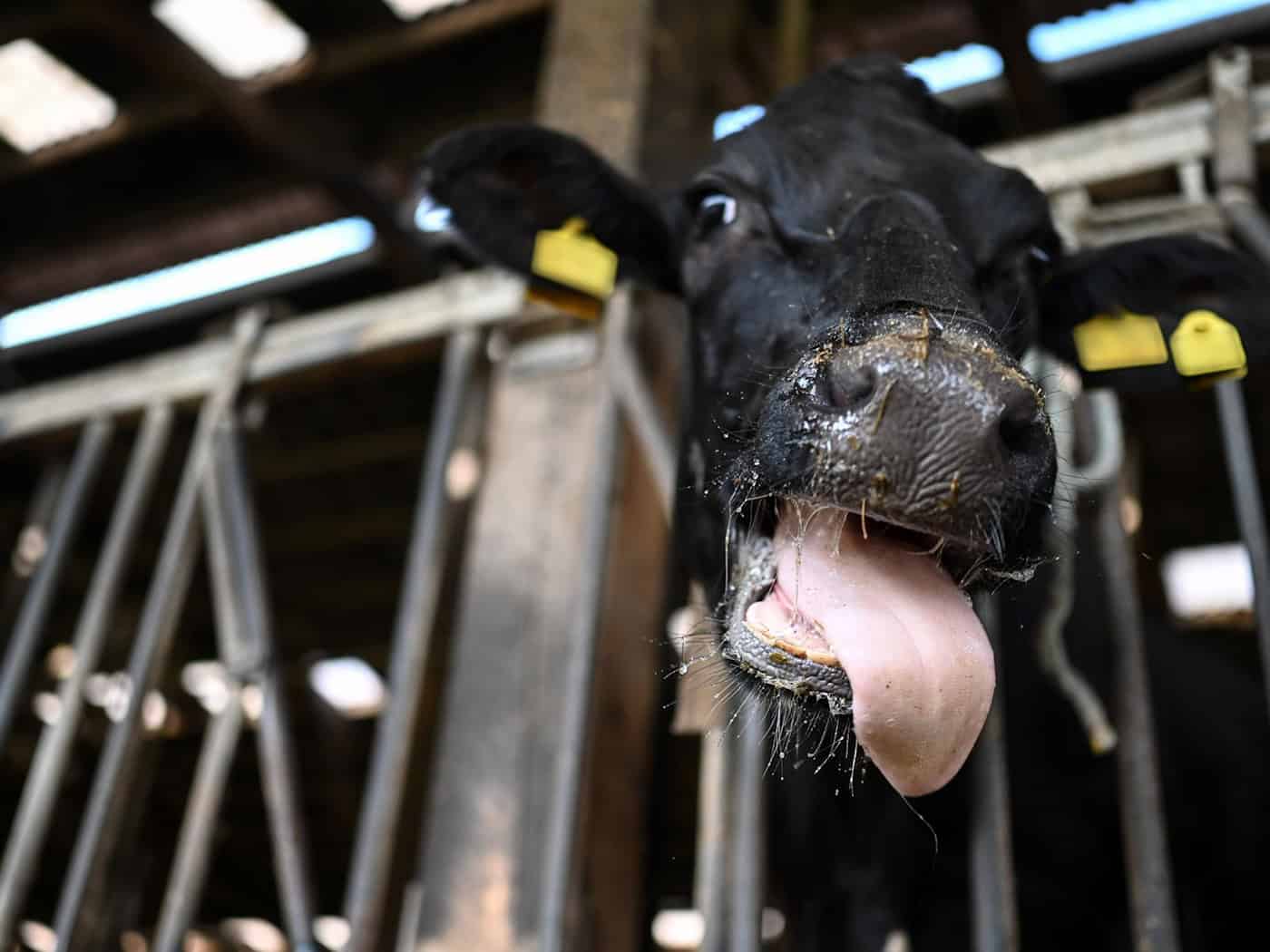 Die Blauzungenkrankheit wird durch Stechmücken übertragen. (Symbolfoto)  / Foto: Lars Penning/dpa