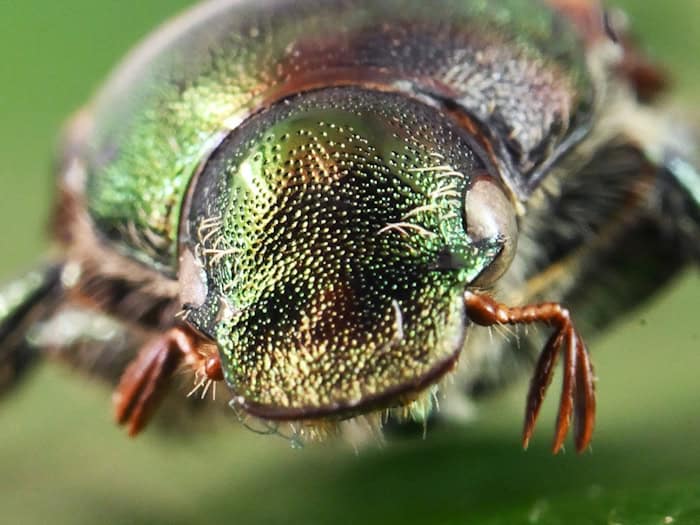 Zwei Japankäfer erstmals in Niedersachsen am Flughafen Hannover entdeckt