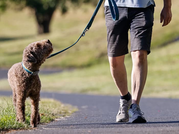 Wer in Bremen einen Hund bekommt, muss künftig eine Prüfung absolvieren. / Foto: Focke Strangmann/dpa
