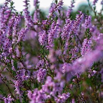 Heideblüte startet erneut früher