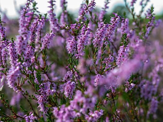 Heideblüte startet erneut früher