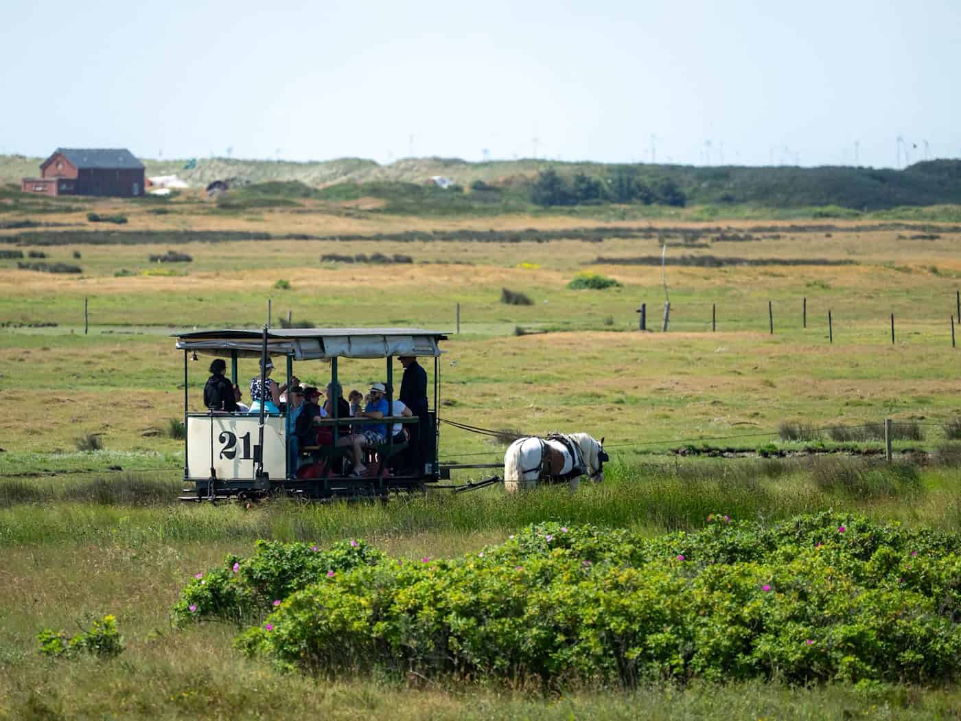 So kennen Urlauber die Spiekerooger Pferdebahn mit Pferd Tamme - nun ist die Bahn auch ein Ort zum Heiraten. (Archivbild) / Foto: Sina Schuldt/dpa