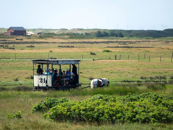 So kennen Urlauber die Spiekerooger Pferdebahn mit Pferd Tamme - nun ist die Bahn auch ein Ort zum Heiraten. (Archivbild) / Foto: Sina Schuldt/dpa
