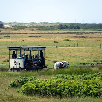 So kennen Urlauber die Spiekerooger Pferdebahn mit Pferd Tamme - nun ist die Bahn auch ein Ort zum Heiraten. (Archivbild) / Foto: Sina Schuldt/dpa