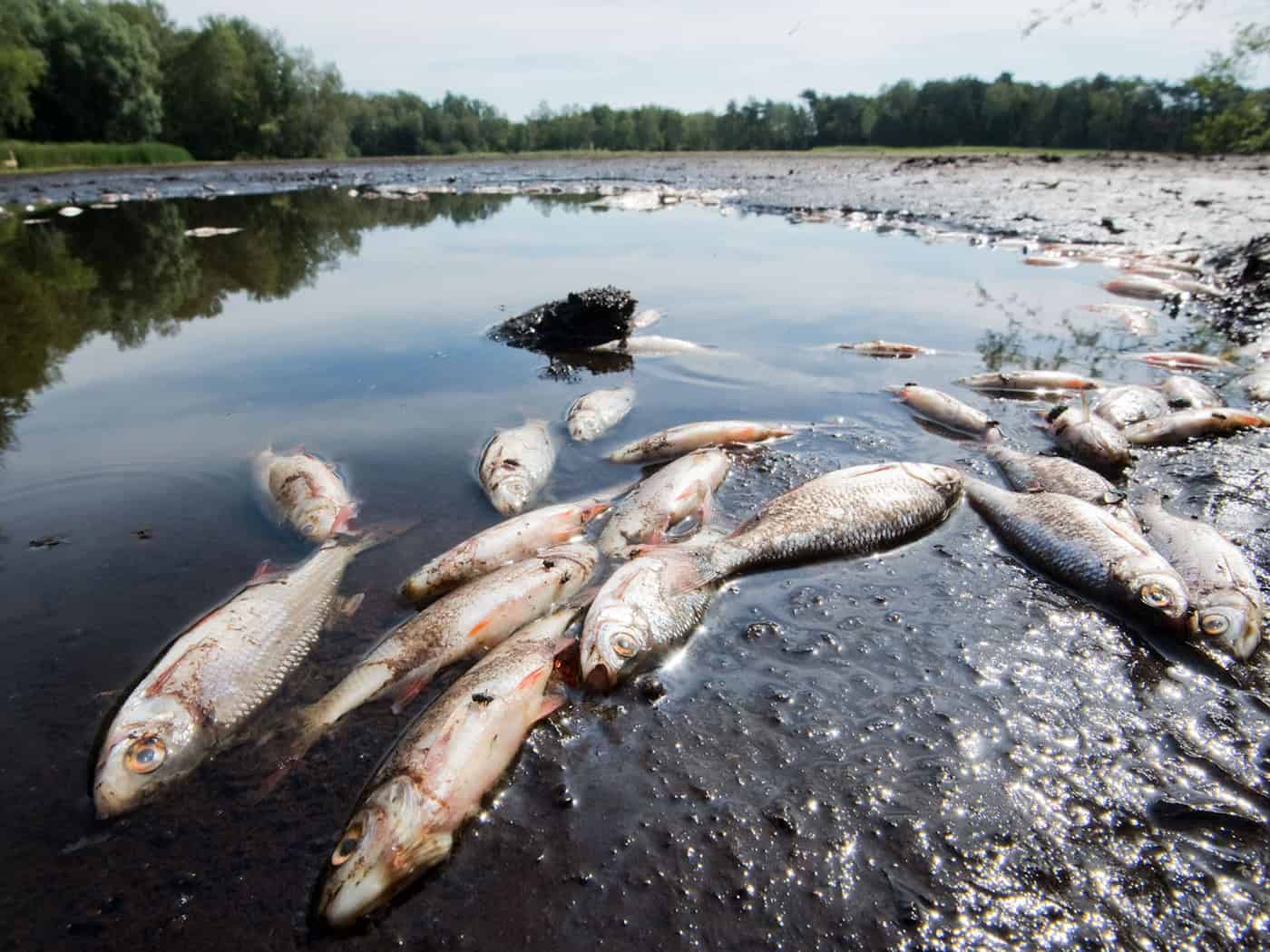 An den Ufern des Steinhuder Meers wurden, wie auf diesem Archivbild vom Würmsee in der Region Hannover, zuletzt viele tote Fische entdeckt. (Symbolbild) / Foto: Julian Stratenschulte/dpa