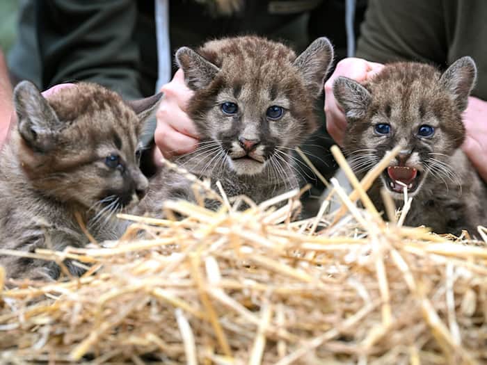 Ströhen: Bei drei Puma-Jungen ist eines ein Weibchen