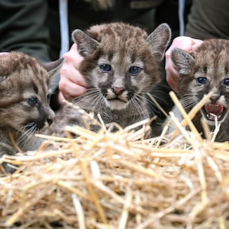 Ströhen: Bei drei Puma-Jungen ist eines ein Weibchen