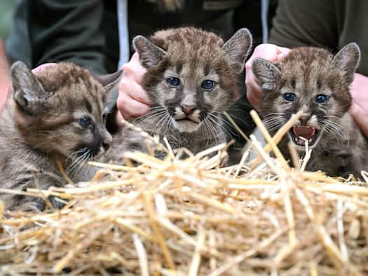 Ströhen: Bei drei Puma-Jungen ist eines ein Weibchen