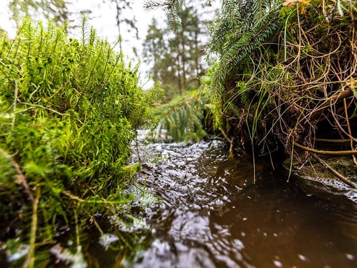 Im Solling sind einige Moore bereits renaturiert. (Symbolbild) / Foto: Gasparini/Niedersächsische Landesforsten/dpa