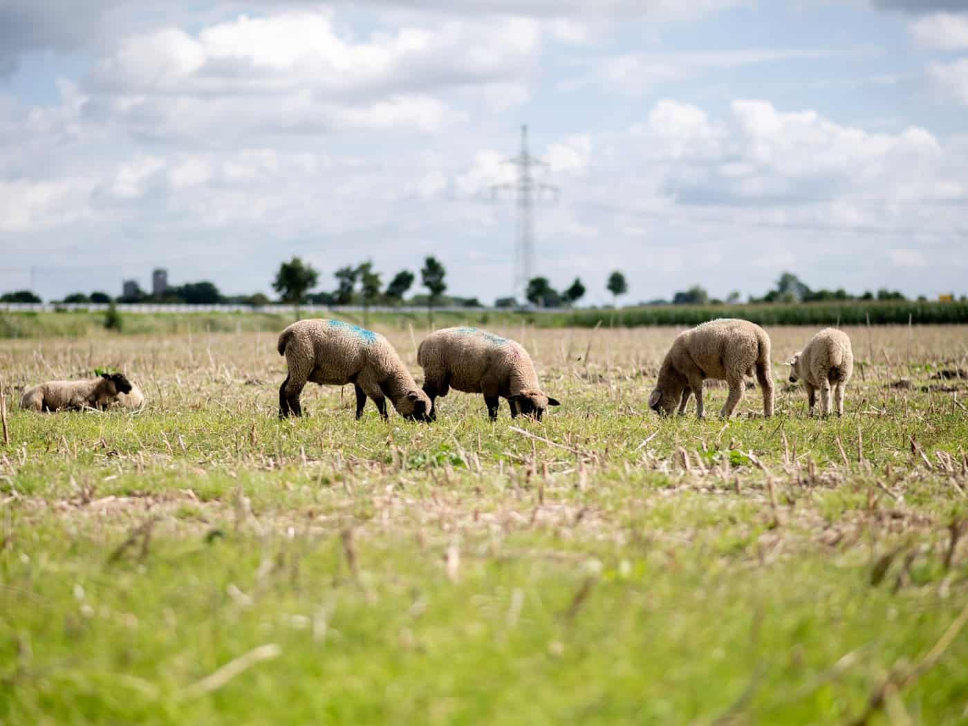 Von einer umzäunten Wiese wurden zwei Schafe entwendet. (Symbolbild) / Foto: Hauke-Christian Dittrich/dpa