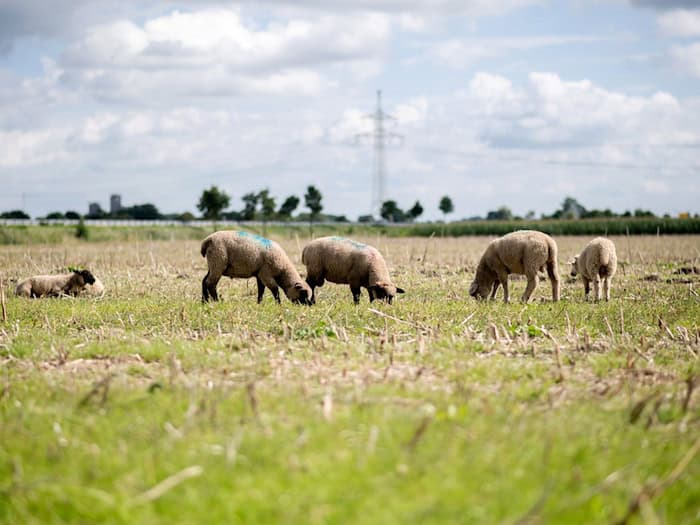 Von einer umzäunten Wiese wurden zwei Schafe entwendet. (Symbolbild) / Foto: Hauke-Christian Dittrich/dpa