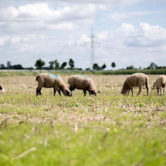 Von einer umzäunten Wiese wurden zwei Schafe entwendet. (Symbolbild) / Foto: Hauke-Christian Dittrich/dpa