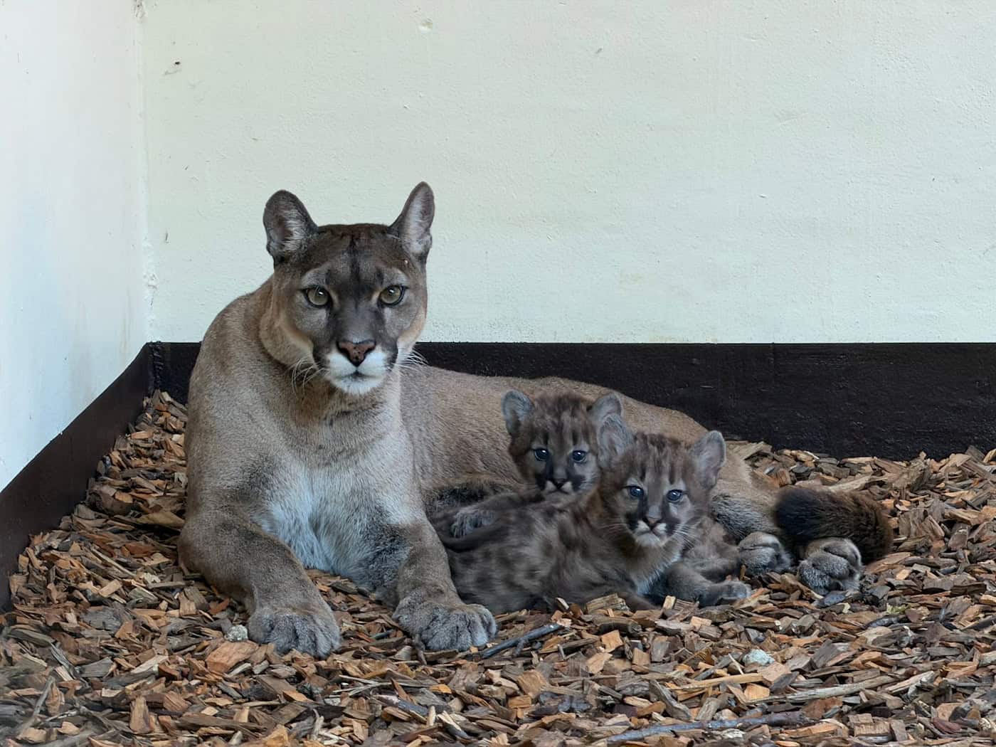 Drei Puma-Jungtiere erkunden jetzt im Tierpark Ströhen das Außengelände. / Foto: Hannchen Fenna Kloppert/Tierpark Ströhen/dpa