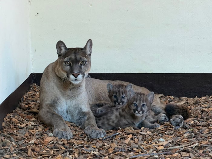 Drei Puma-Jungtiere erkunden jetzt im Tierpark Ströhen das Außengelände. / Foto: Hannchen Fenna Kloppert/Tierpark Ströhen/dpa