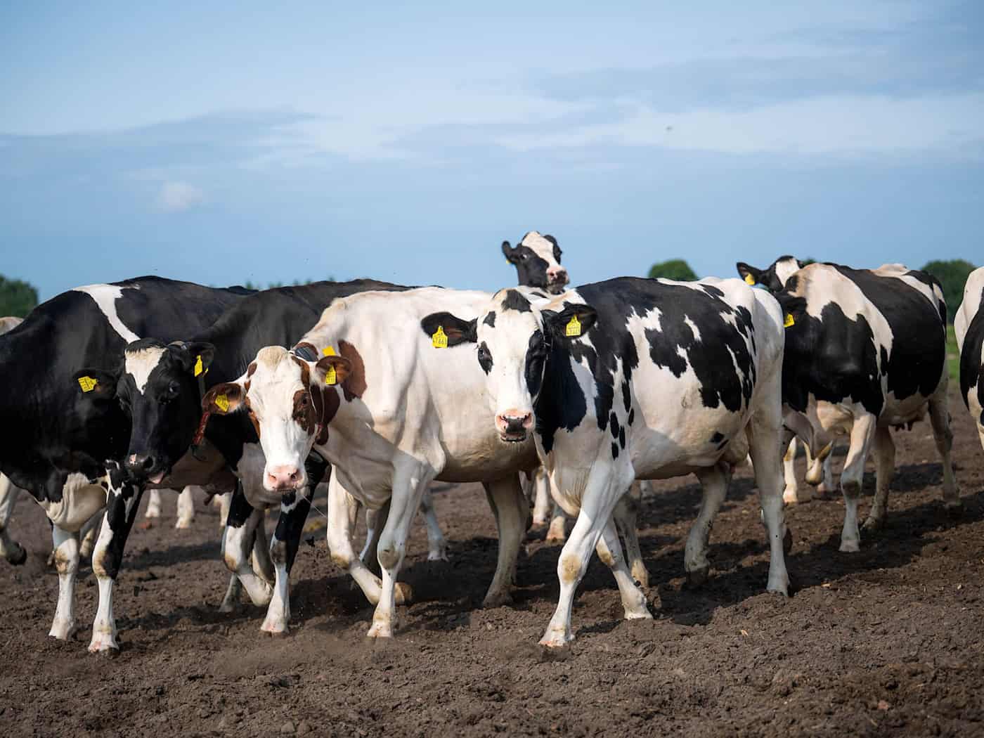 Etwa 30 Rinder entlaufen in Eversen (Landkreis Celle) – Halter führt Tiere zurück