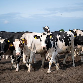 Etwa 30 Rinder entlaufen in Eversen (Landkreis Celle) – Halter führt Tiere zurück