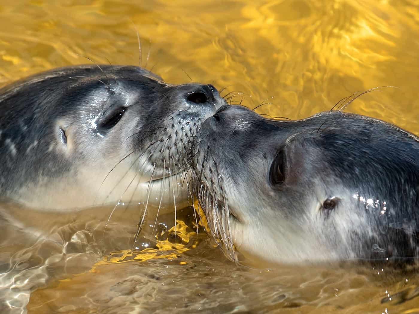 Hunderte Seehunde an der Nordseeküste: Wie Strandgänger hilflose Junge erkennen und richtig handeln