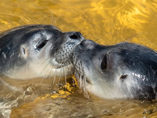 Hunderte Seehunde an der Nordseeküste: Wie Strandgänger hilflose Junge erkennen und richtig handeln