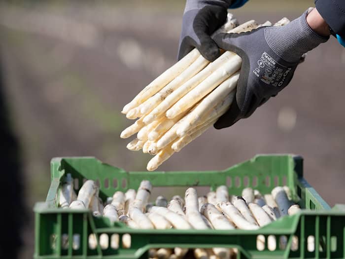Die Spargelproduktion in Niedersachsen ist etwa um 5,4 Prozent im Vergleich zum Vorjahr gestiegen. / Foto: Friso Gentsch/dpa