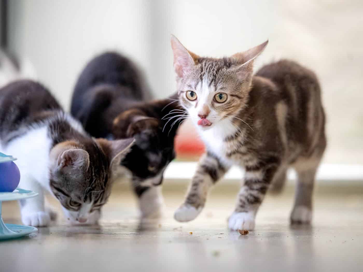 Momentan werden viele streunende Katzen abgegeben.  / Foto: Sina Schuldt/dpa