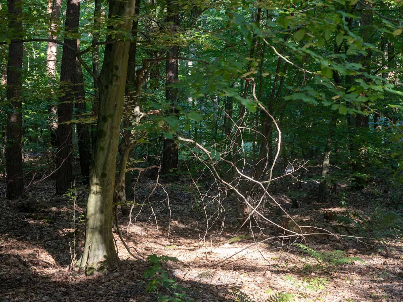 In Niedersachsen steigt die Waldbrandgefahr. (Symbolbild) / Foto: Helmut Fricke/dpa