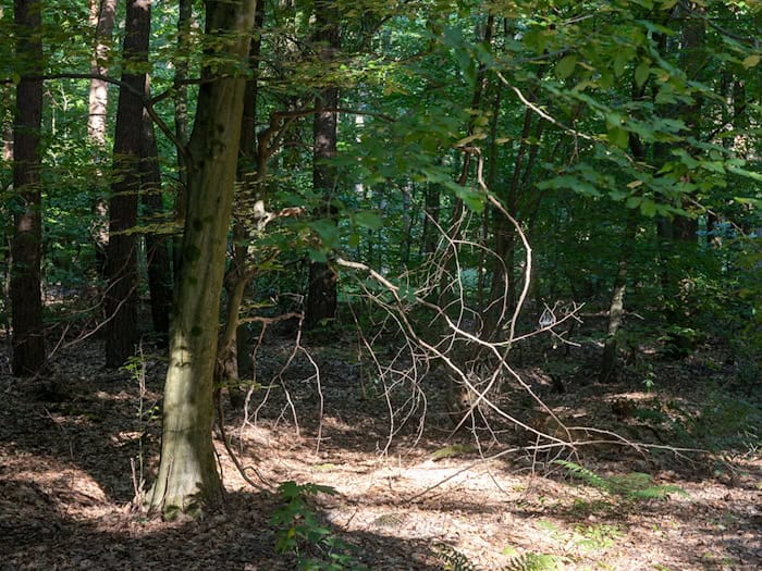 In Niedersachsen steigt die Waldbrandgefahr. (Symbolbild) / Foto: Helmut Fricke/dpa