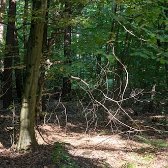 In Niedersachsen steigt die Waldbrandgefahr. (Symbolbild) / Foto: Helmut Fricke/dpa