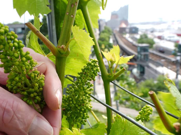 Weintrauben in der Nähe der Elbphilharmonie. Ja, im Hamburger Hafen wird Wein angebaut. / Foto: Marcus Brandt/dpa