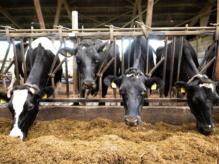Die Einsparungen im Bundeshaushalt sollen auch das Agrarressort treffen. (Symbolbild) / Foto: Sina Schuldt/dpa