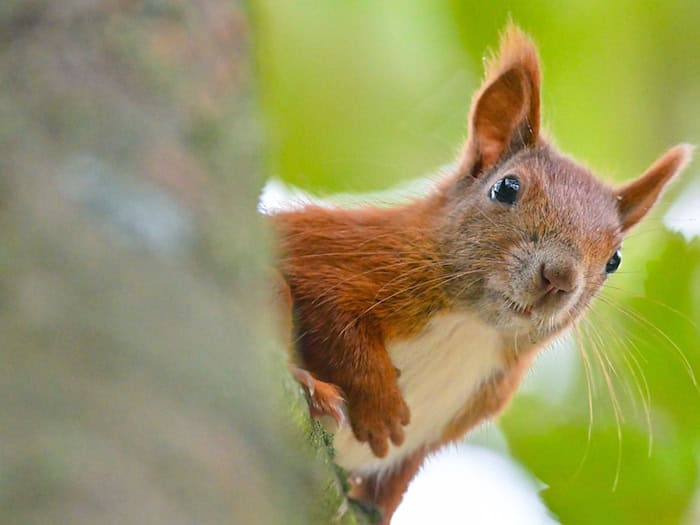 Auch Eichhörnchen sind bei Hitze auf der Suche nach Wasser. (Symbolbild) / Foto: Patrick Pleul/dpa/dpa-tmn