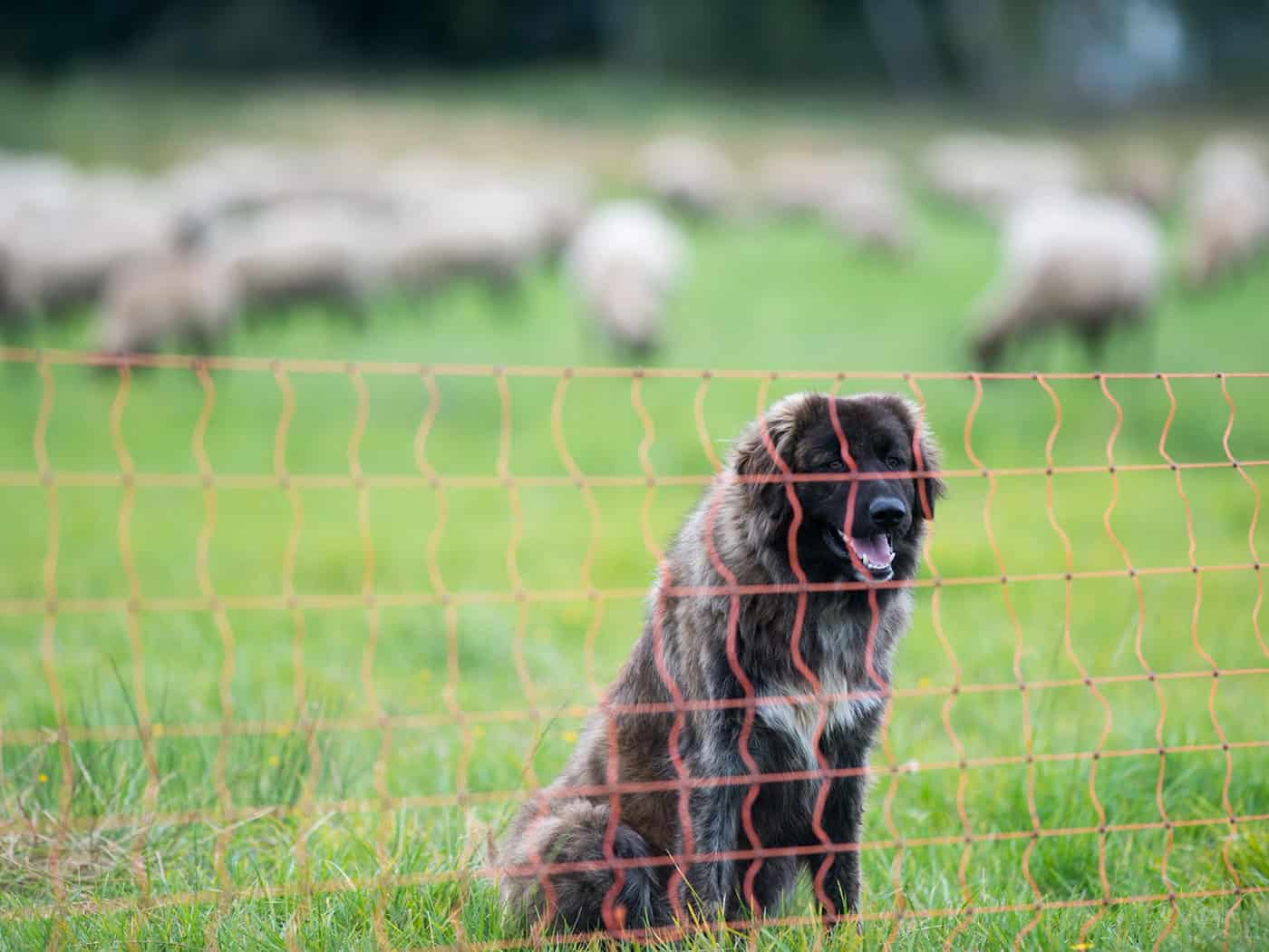 Wolfsschutz - Hunderte Landwirte erhalten neue Förderung