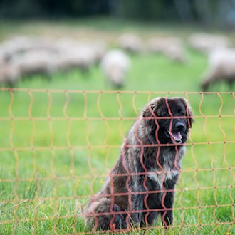 Wolfsschutz - Hunderte Landwirte erhalten neue Förderung